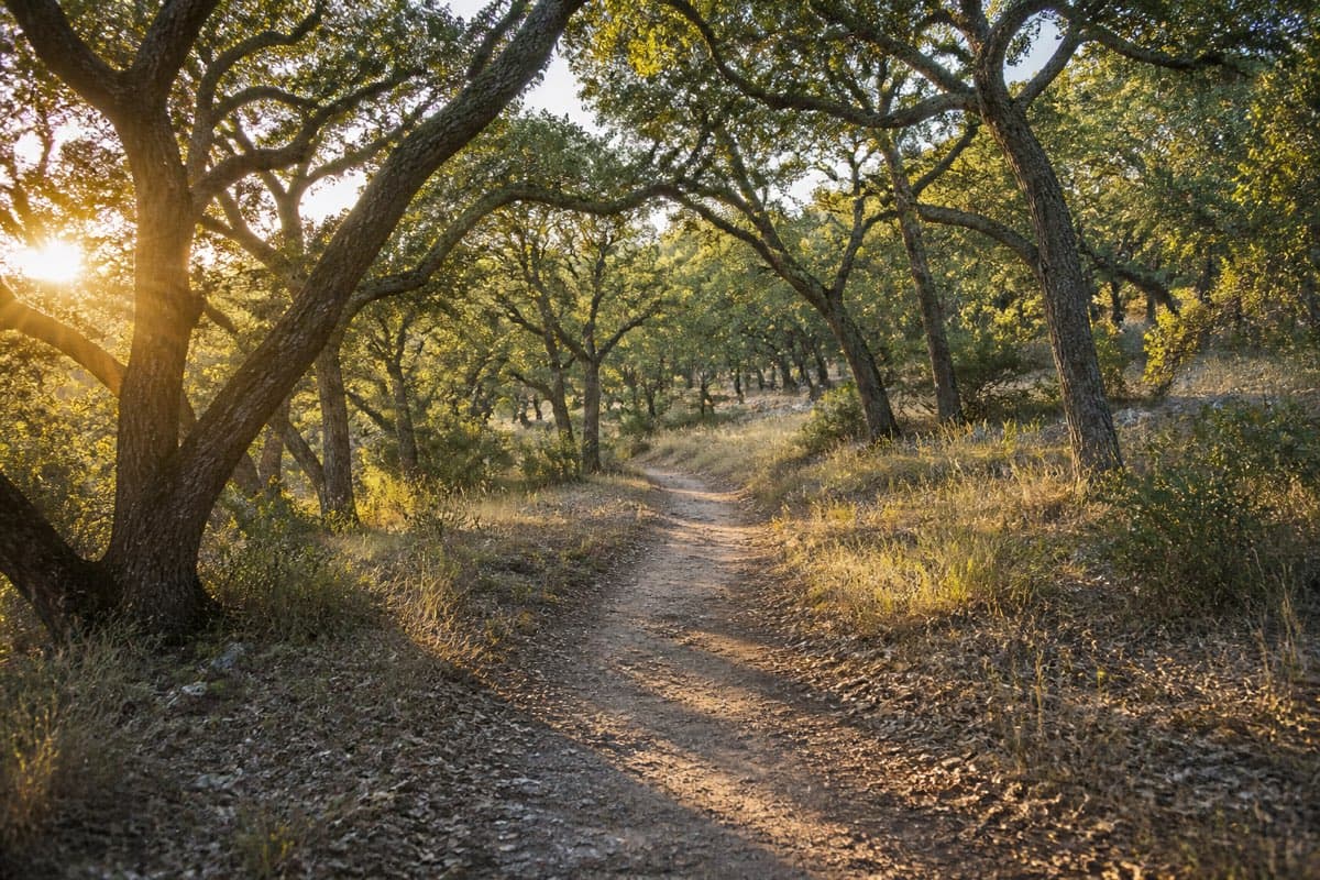 A dirt footpath curving away through a grove of live oaks in early morning light.