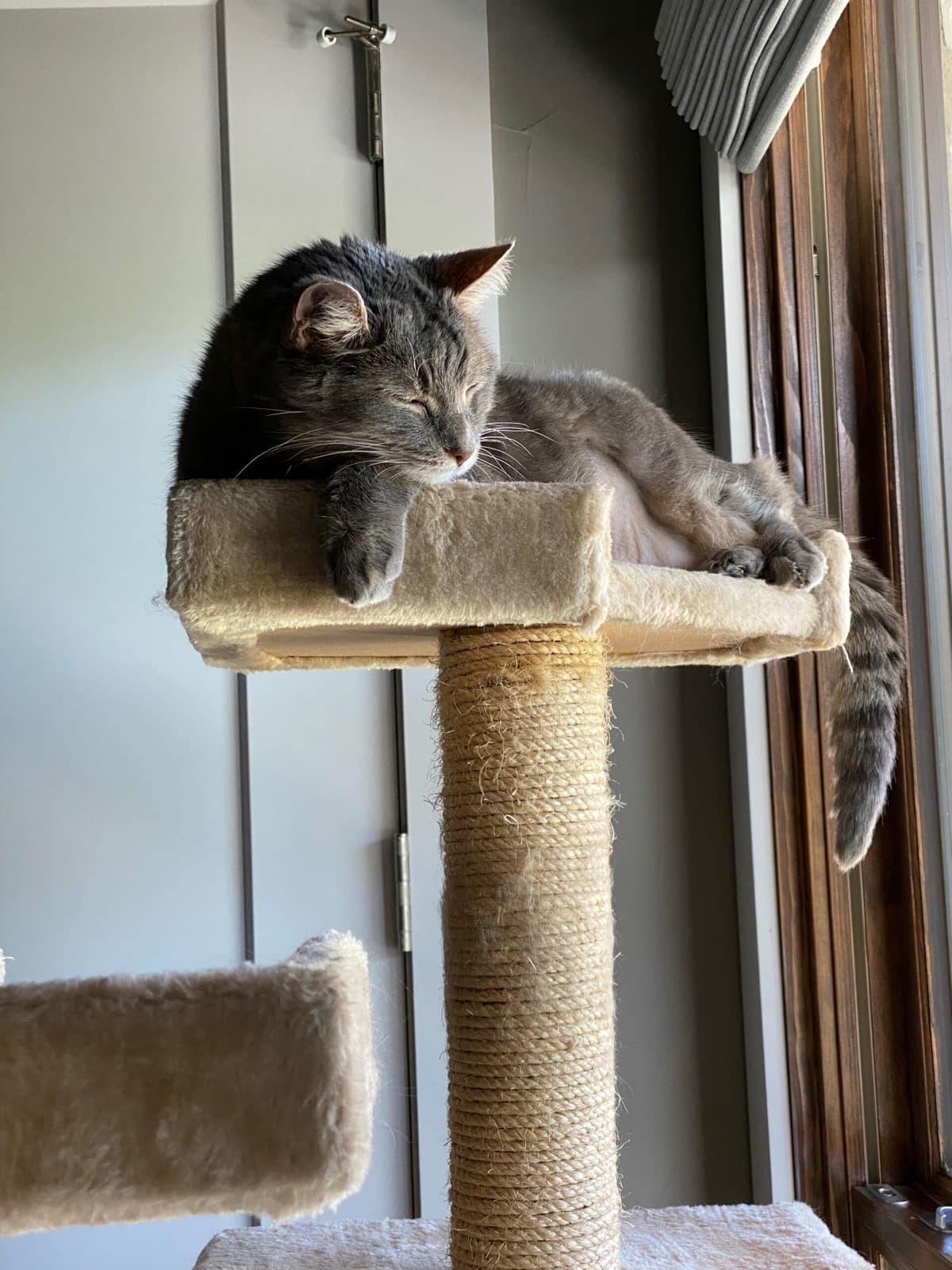 Art the cat dozing on his perch by the window.