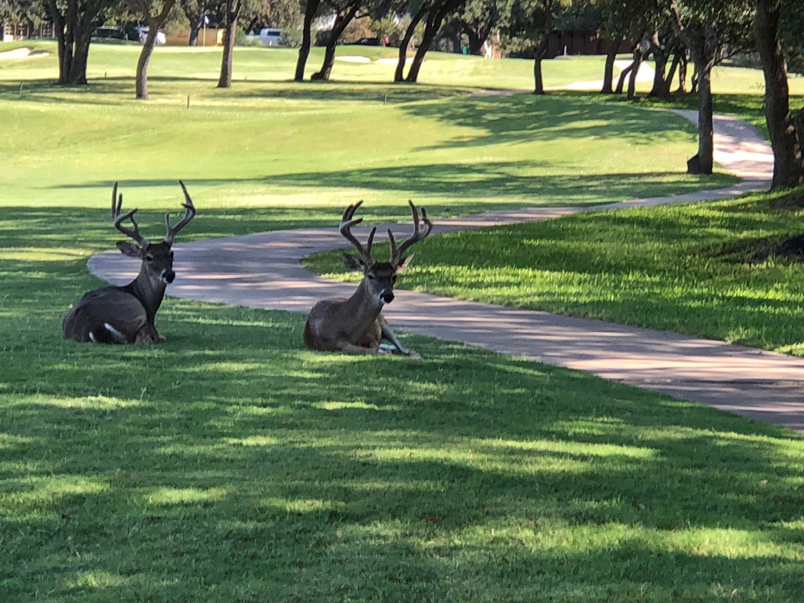 Two white-tailed bucks resting on mown grass beside a winding path, under live oaks.
