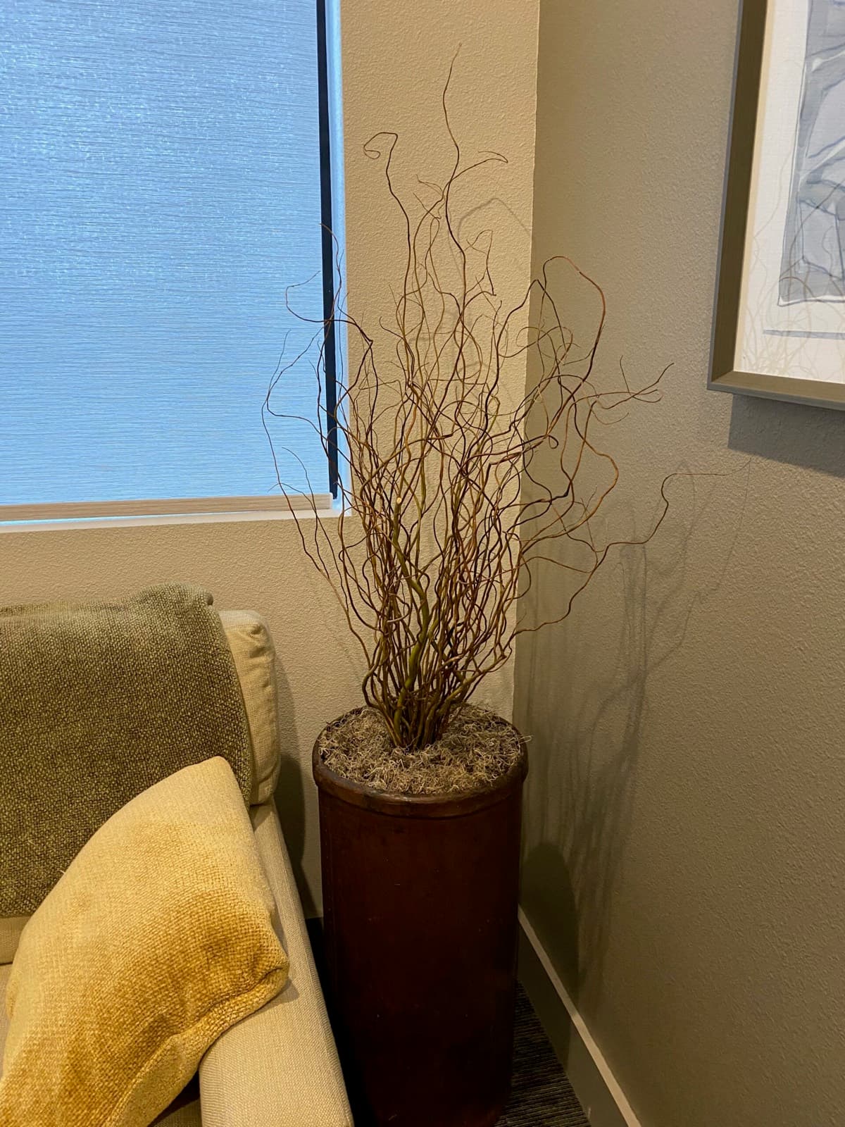 Corner of the counseling room with tall curly willow branches in a copper pot beside cushions on the sofa.