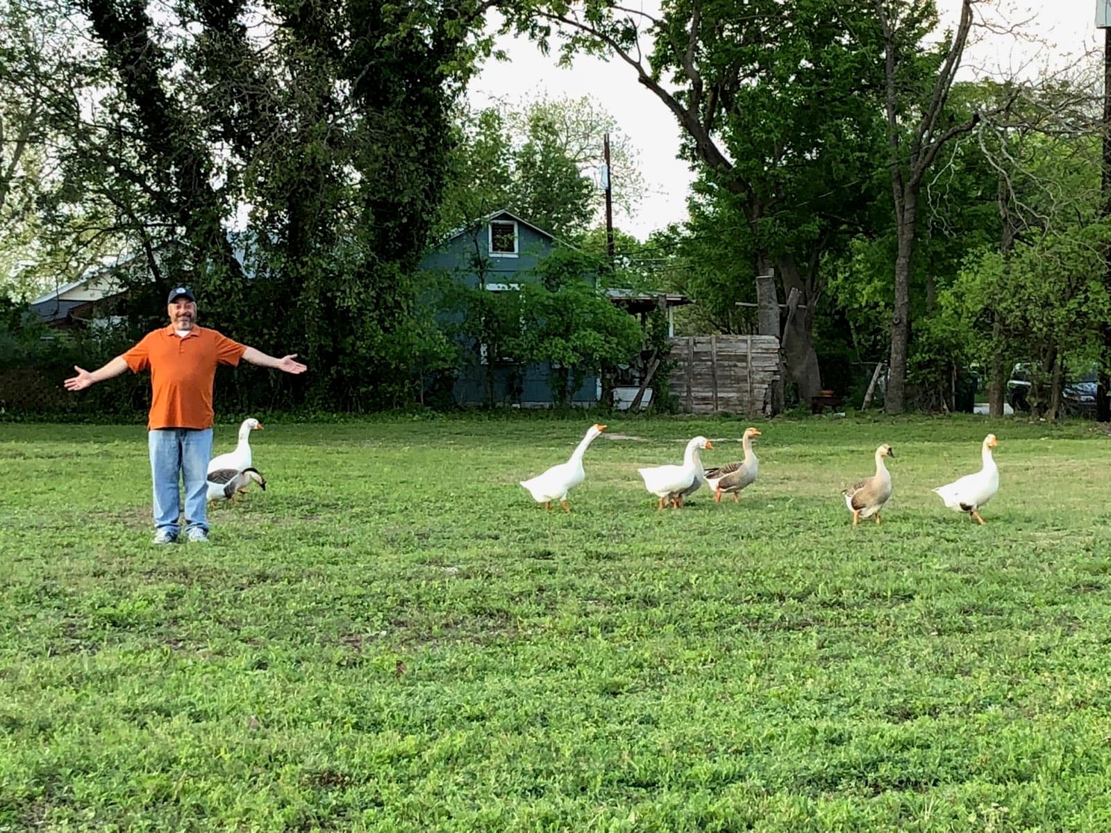 Ralph Porter standing in a green field with his arms spread wide, facing a group of geese walking toward him.